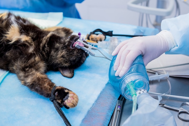 El cirujano veterinario está preparando al gato para la cirugía de esterilización