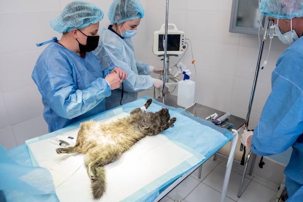 El cirujano veterinario está preparando al gato para la cirugía de esterilización
