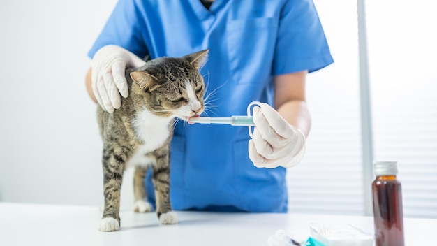 Cirujano veterinario Gato en la mesa de examen de la clínica veterinaria Cuidado veterinario Médico veterinario y gato