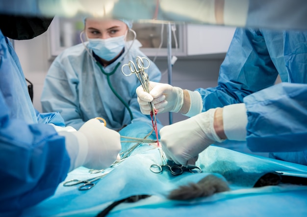 Cirujanos veterinarios en quirófano haciendo esterilización de gatos