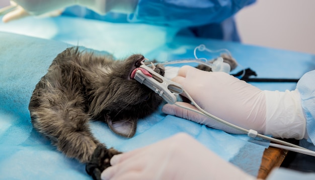 Cirurgiões veterinários na sala de cirurgia fazendo castração de gatos