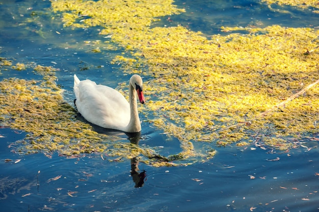 Cisne adulto nadando na lagoa