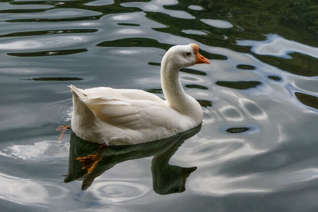 Cisne en el agua del lago azul en un día soleado, cisnes en el estanque, serie de la naturaleza