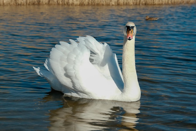 Cisne en el agua del lago azul en un día soleado cisnes en la serie de la naturaleza del estanque