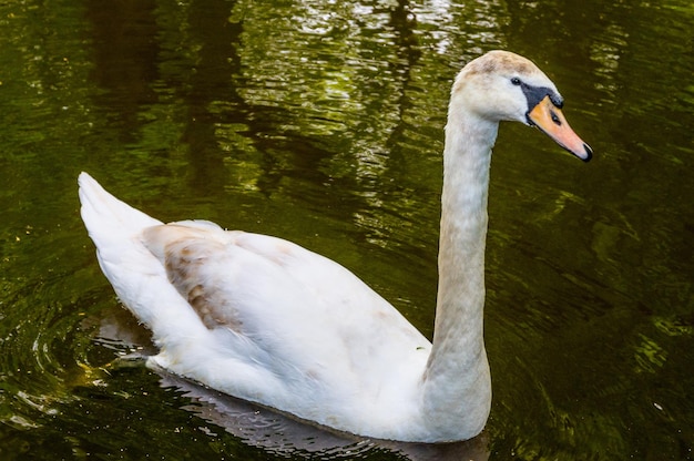 Cisne en el agua del lago azul en un día soleado