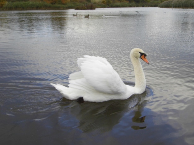 Foto cisne en el agua