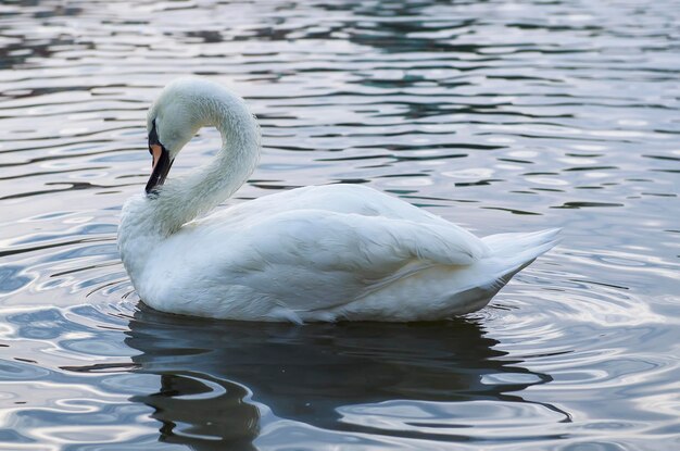 Cisne en el agua