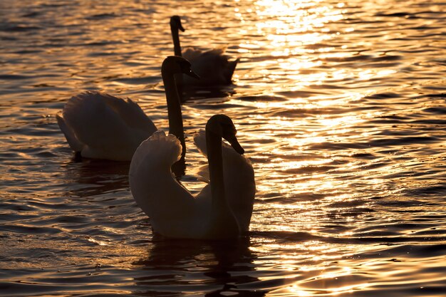 cisne al atardecer