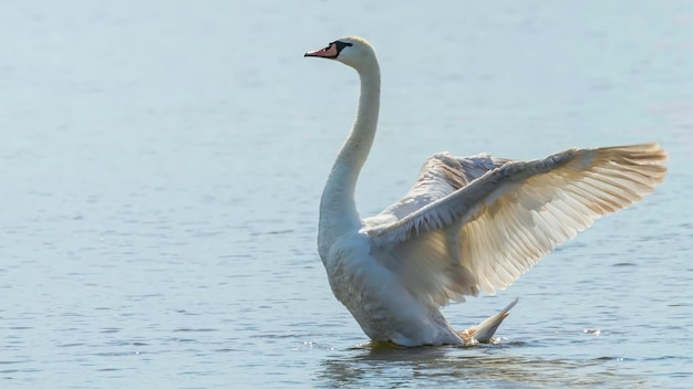 Cisne con alas abiertas