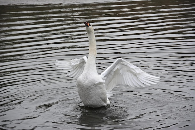 Un cisne con las alas extendidas nada en un estanque.