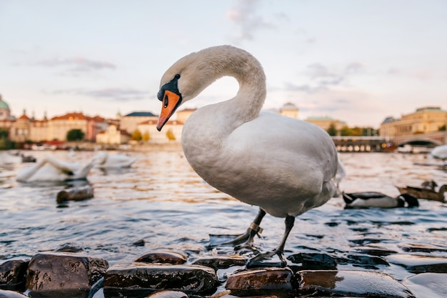 Cisne andando na costa da lagoa