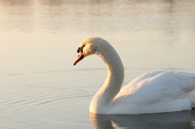 Cisne ao amanhecer