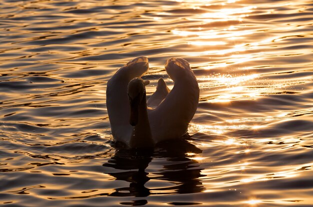 cisne ao pôr do sol