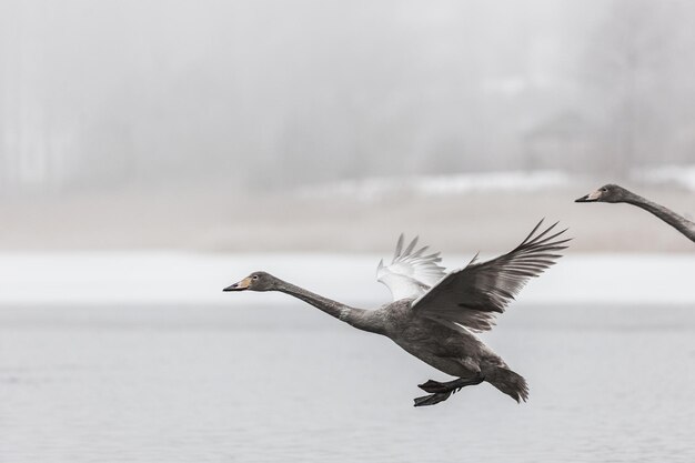 El cisne aterrizando en el lago de niebla