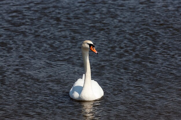 cisne de aves acuáticas