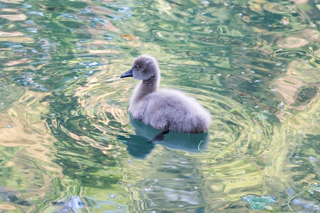 El cisne bebé nada en un lago en un día soleado de verano El cisne bebé tiene siete días después del nacimiento