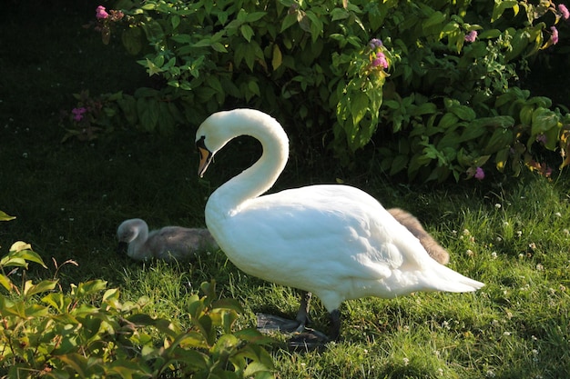 Cisne de belleza tomando el sol con su pollito