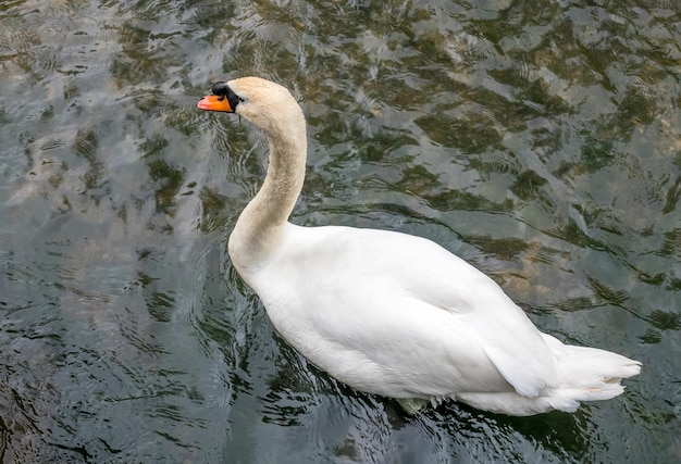 Cisne blanco adulto nadar en el río en Inglaterra