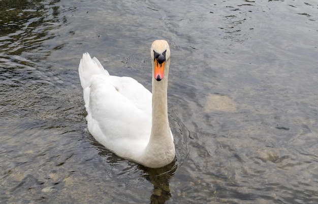 Cisne blanco adulto nadar en el río en Inglaterra