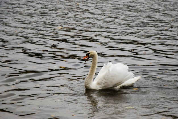 Cisne blanco en el agua nadando, lago y animal de vida silvestre