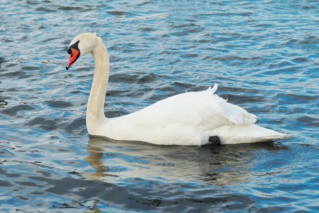 Cisne blanco en el agua.