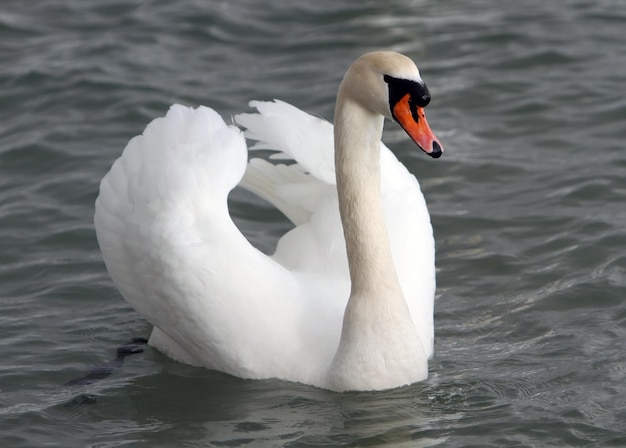 Cisne blanco en el agua.