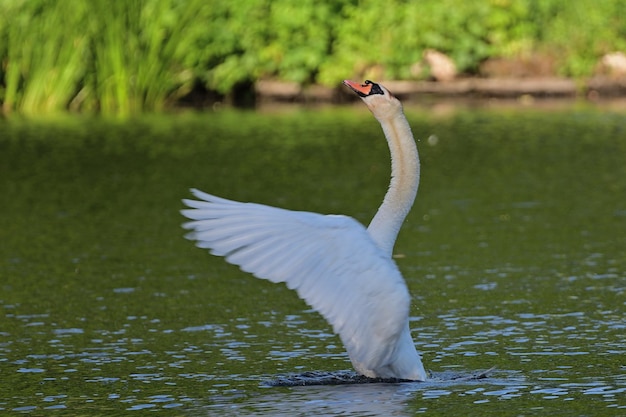 Cisne blanco en el agua