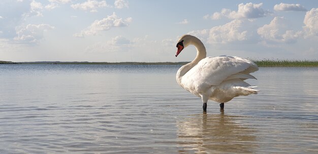 Foto cisne blanco camina por las aguas poco profundas de un lago fresco y limpio