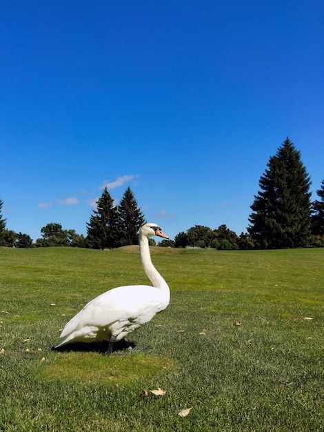 Un cisne blanco camina sobre el césped verde del césped contra el fondo de árboles distantes