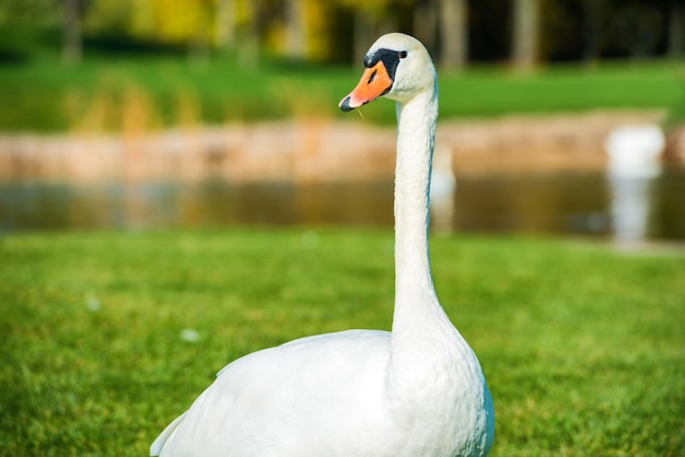 Cisne blanco caminando sobre hierba verde cerca del lago