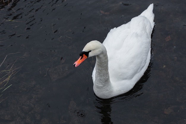 Cisne blanco de cerca en el agua cerca de la orilla del lago cubierto de nieve en el frío día de invierno