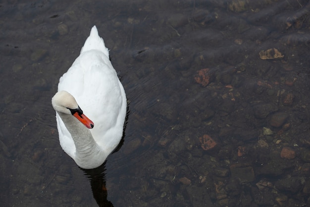 Cisne blanco de cerca en el agua cerca de la orilla del lago cubierto de nieve en el frío día de invierno