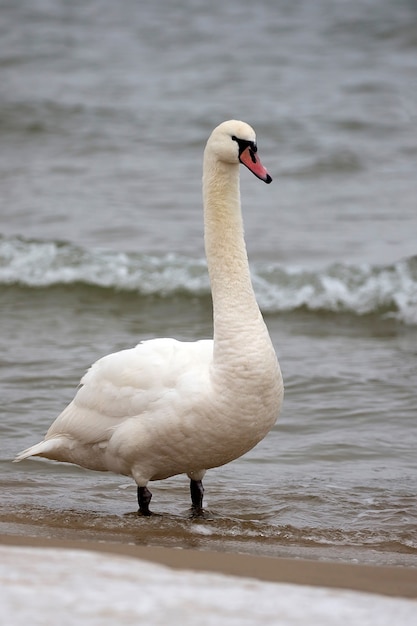 Cisne blanco cerca del mar