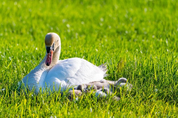 Foto cisne blanco en el césped