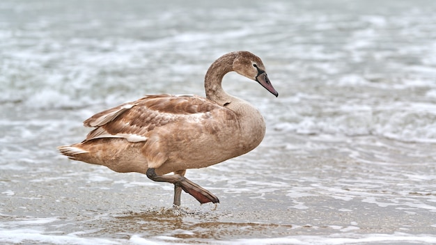 Cisne blanco de color marrón joven caminando por las aguas azules del mar Báltico. Cerrar imagen de alta resolución de pollito cisne con plumas marrones. Cisne mudo, nombre latino Cygnus olor.