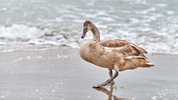 Cisne blanco de color marrón joven caminando por las aguas azules del mar Báltico. Cerrar imagen de alta resolución de pollito cisne con plumas marrones. Cisne mudo, nombre latino Cygnus olor.