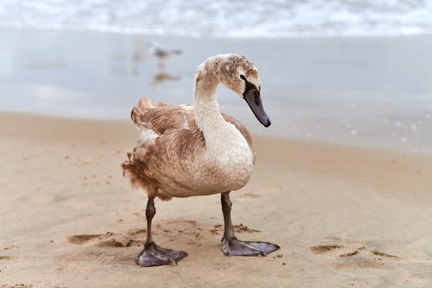 Cisne blanco de color marrón joven caminando por las aguas azules del mar Báltico. Cerrar imagen de alta resolución de polluelo de cisne con plumas marrones