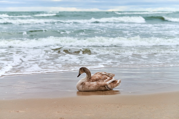 Cisne blanco de color marrón joven sentado en la arena por las aguas azules del mar Báltico