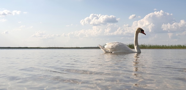 cisne blanco como la nieve nada en un lago limpio y fresco con un hermoso horizonte, nubes y cielo azul