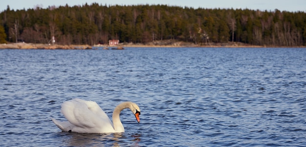 Cisne blanco en la costa del Mar Báltico en Finlandia.