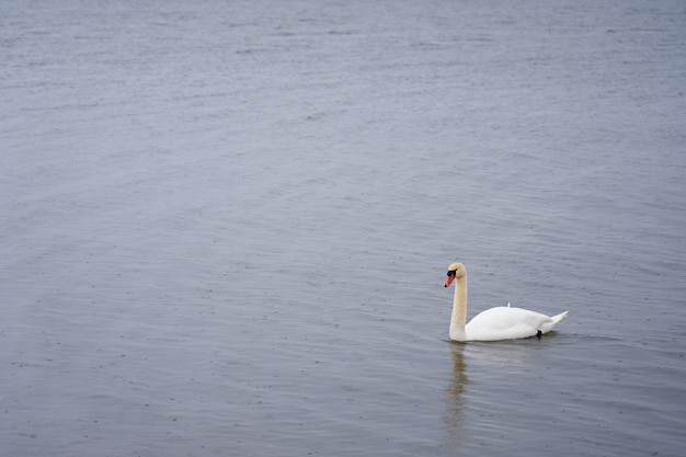 Cisne blanco en la costa del Mar Báltico en Finlandia.