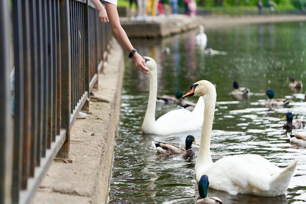 Cisne blanco con cuello largo y pico rojo come comida de las manos