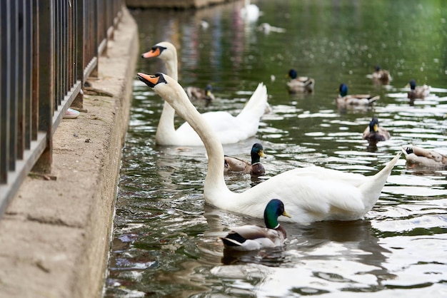 Un cisne blanco con cuello largo y pico rojo flota en el agua.