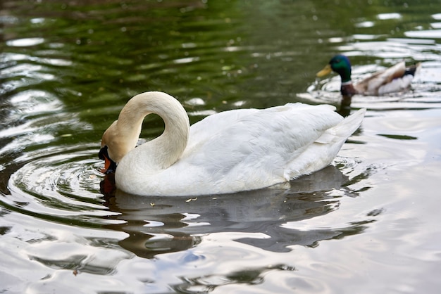 Un cisne blanco de cuello largo y pico rojo flota en el agua.