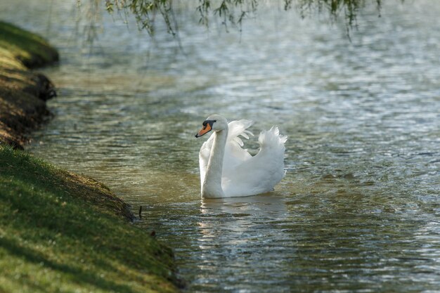 Un cisne blanco está nadando en el agua.