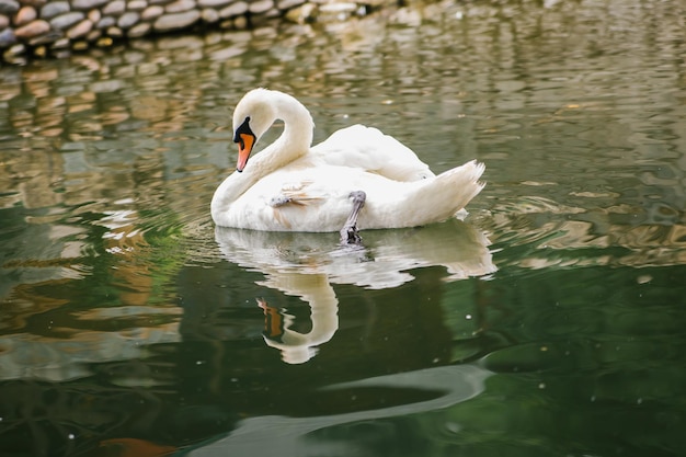 Un cisne blanco está nadando en un estanque Pájaros en el parque Un símbolo de amor y lealtad Un pájaro solitario