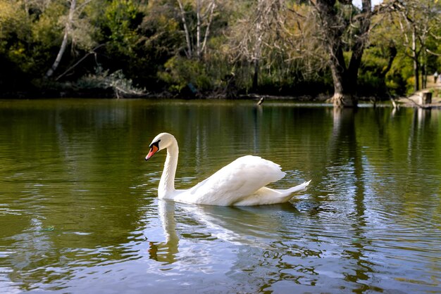 Cisne blanco está nadando en el lago