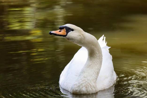 El cisne blanco está nadando en el río.