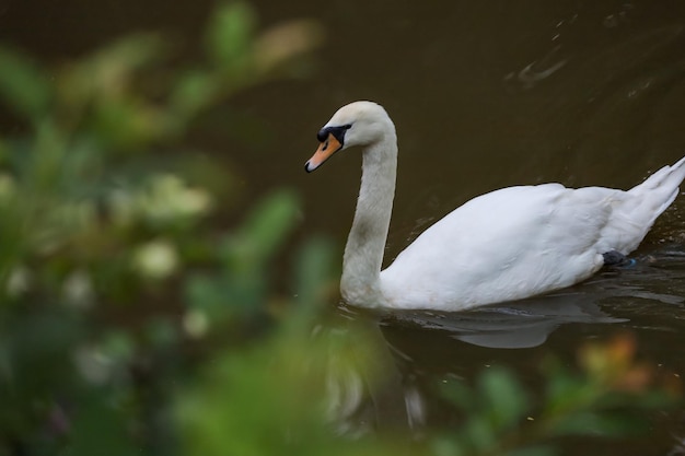 El cisne blanco está nadando en el río.