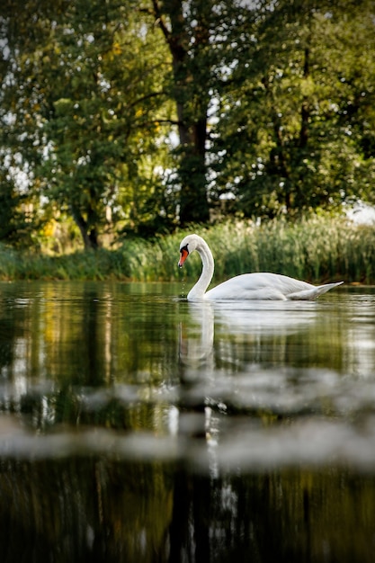 Foto cisne blanco en un estanque en un entorno natural.